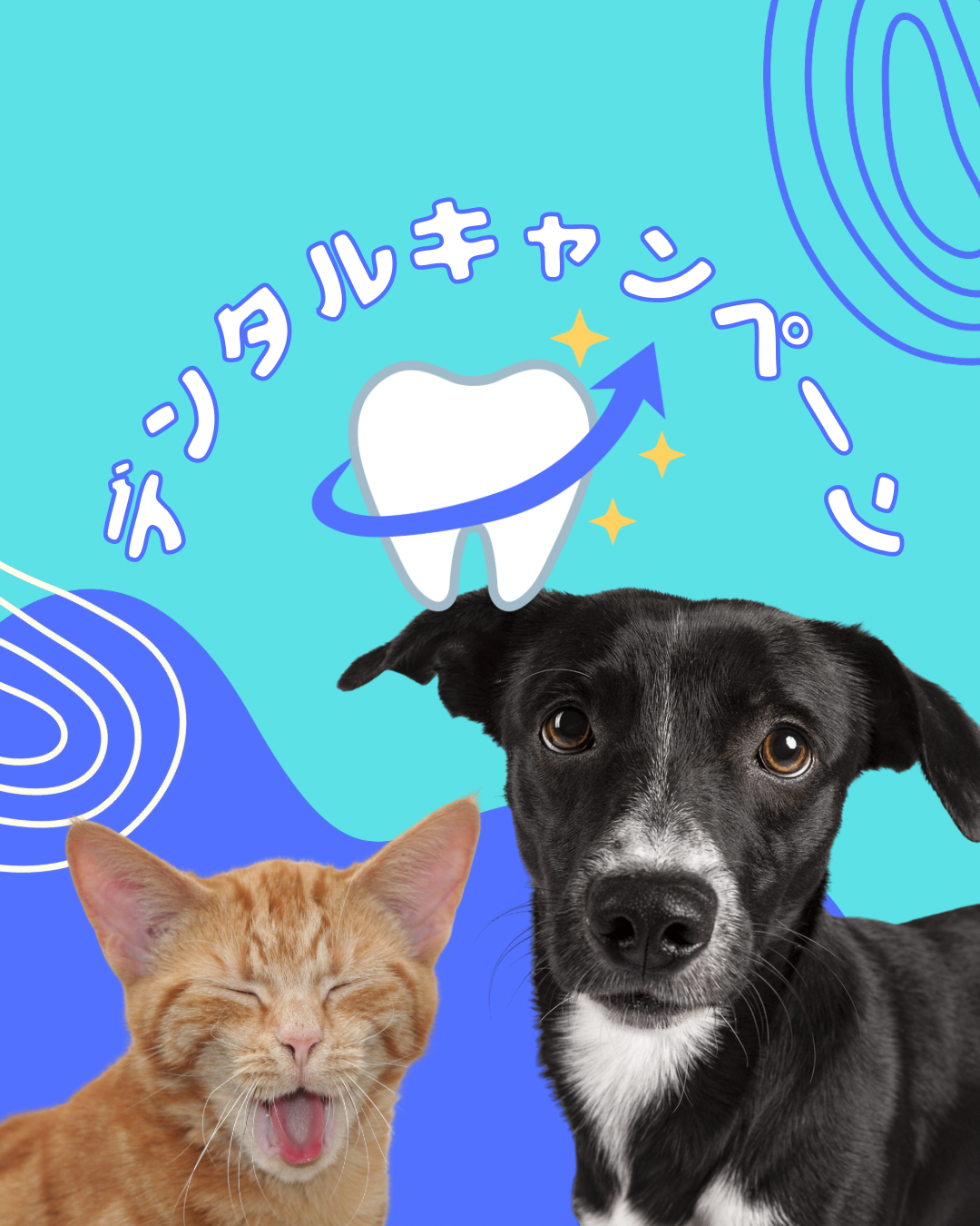 デンタルキャンペーン