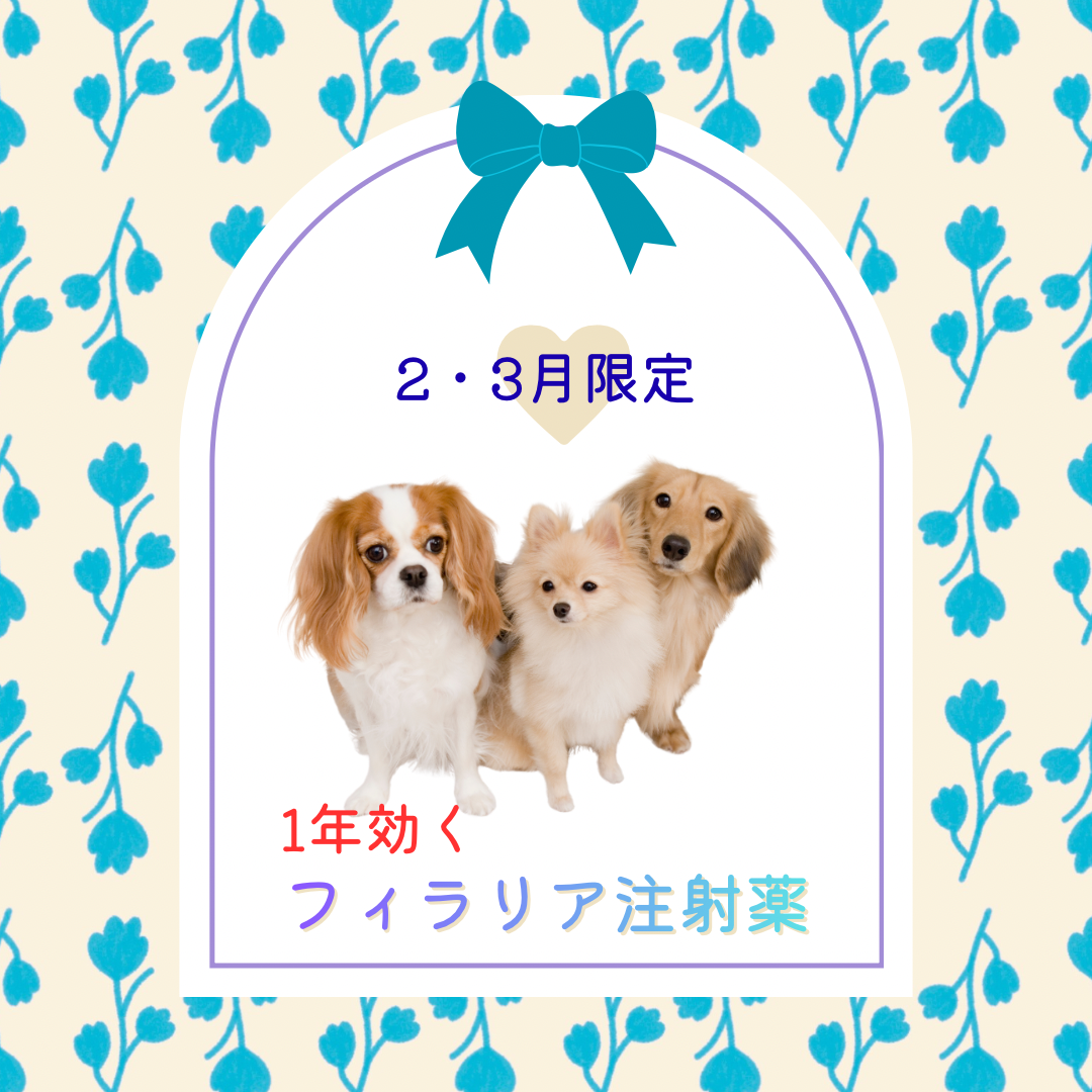 フィラリアの注射薬あります！