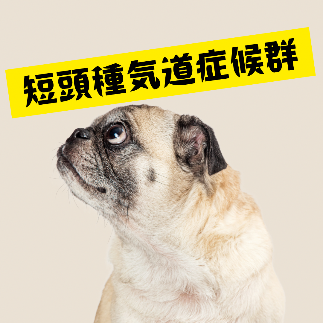 短頭種気道症候群のコラムのサムネイル